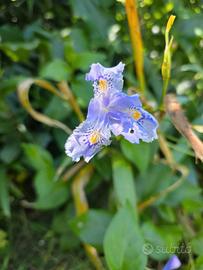 iris wattii
