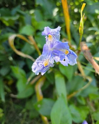 iris wattii