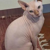 Gatto spinks maschio