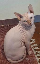 Gatto spinks maschio