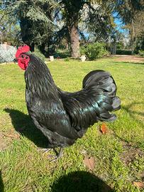 Gallo australorp 8 mesi