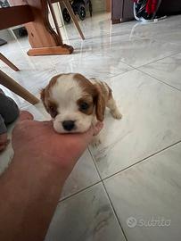 Cucciolo di cavalier king di2 mesi e mezzo maschio