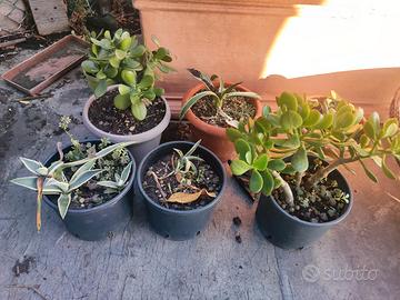 Crassule e agavi varie misure