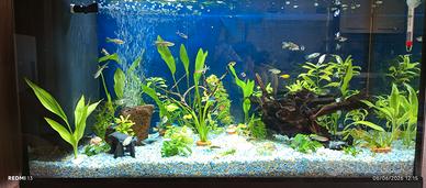 Acquario