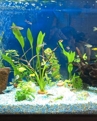 Acquario