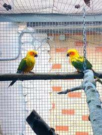 Coppia Conuri del sole