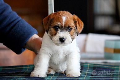 Disponibili splendidi cuccioli di Jack Russell