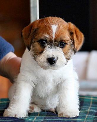 Disponibili splendidi cuccioli di Jack Russell
