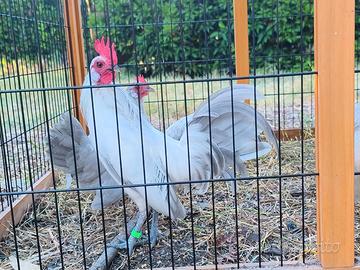 Galline Ornamentali