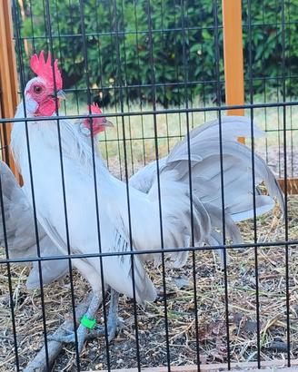 Galline Ornamentali