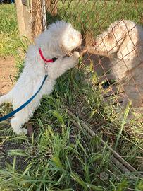 Lagotto Romagnolo