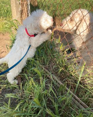 Lagotto Romagnolo