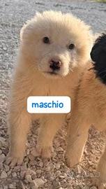 Cuccioli di maremmano. già in canile