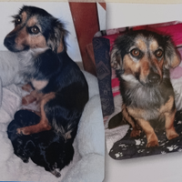 Regaliamo quattro splendidi cuccioli