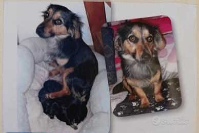 Regaliamo quattro splendidi cuccioli