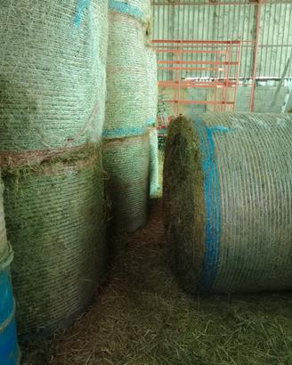 Rotoballe misto fieno erba medica.