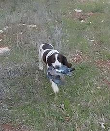 Springer spaniel femmina