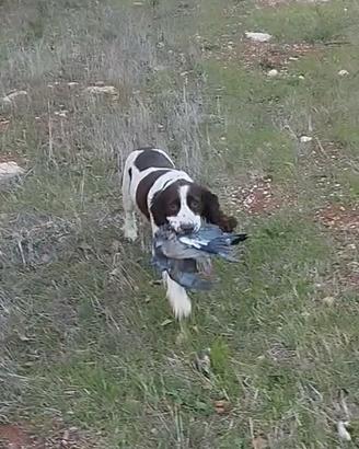 Springer spaniel femmina