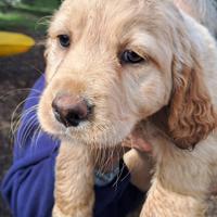 Tenerissimi cagnolini già vaccinati