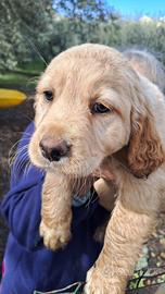 Tenerissimi cagnolini già vaccinati