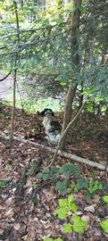 Setter Inglese