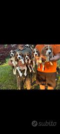 Cuccioli beagle