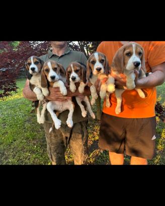 Cuccioli beagle