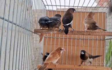 Passeri del giappone