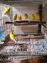 Canarini varie mutazioni