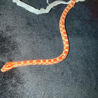 0.1 elaphe Guttata reverse okeete