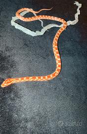 0.1 elaphe Guttata reverse okeete