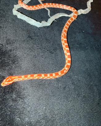 0.1 elaphe Guttata reverse okeete