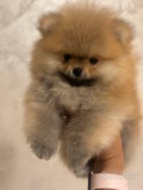 Spitz di Pomerania mini
