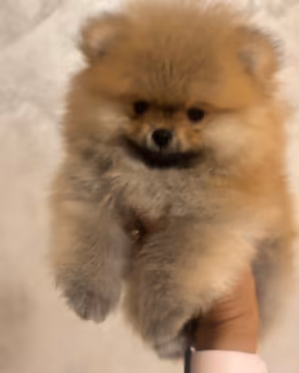 Spitz di Pomerania mini