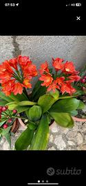 Piante o semi di Clivia