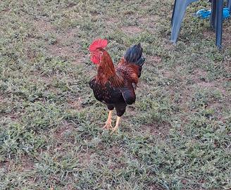 gallo 