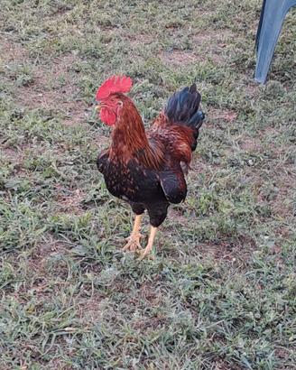 gallo 