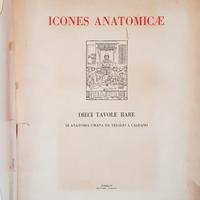 Icones Anatomicae 10 Tavole Rare di Anatomia Umana