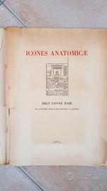Icones Anatomicae 10 Tavole Rare di Anatomia Umana