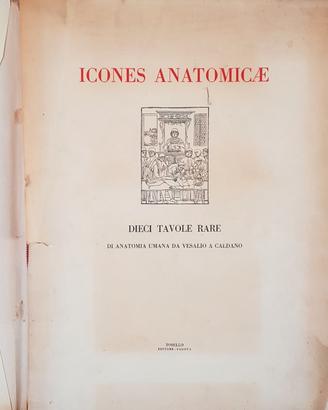 Icones Anatomicae 10 Tavole Rare di Anatomia Umana