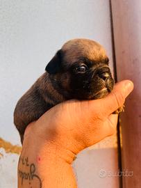 Cuccioli di buoldog francesi