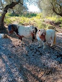 Pony mini horse