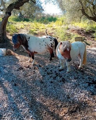 Pony mini horse