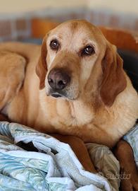 Quegli occhioni che parlano