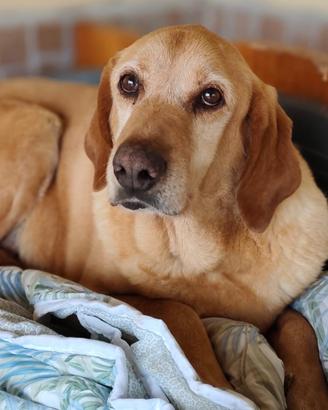 Quegli occhioni che parlano