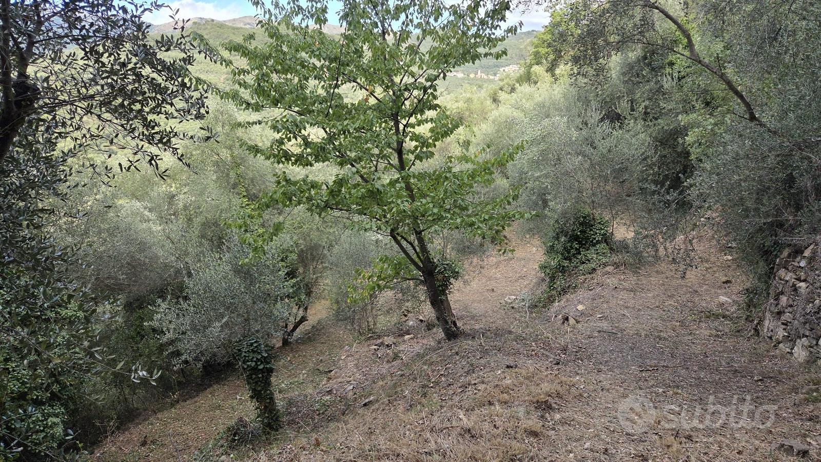 Terreno agricolo con uliveto - Vista 4