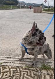 Buldog francese blu merle per monta