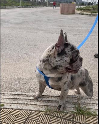 Buldog francese blu merle per monta