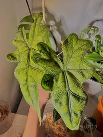 CORMI Alocasia Jacklyn