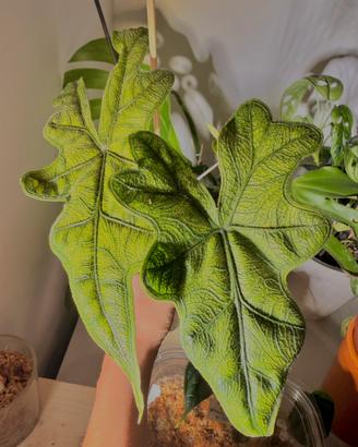 CORMI Alocasia Jacklyn